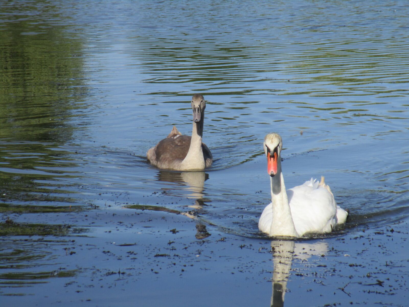 Canon IXUS 190 sample photo. Pond, swan, nature photography