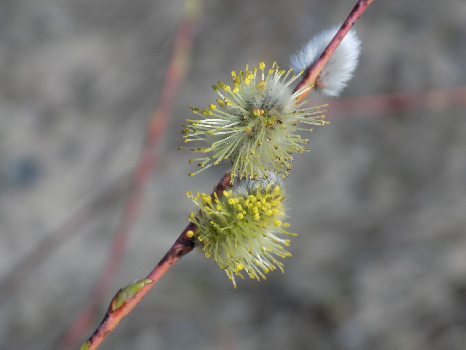 Nikon COOLPIX L340 sample photo. Stem, sweet, stamen photography