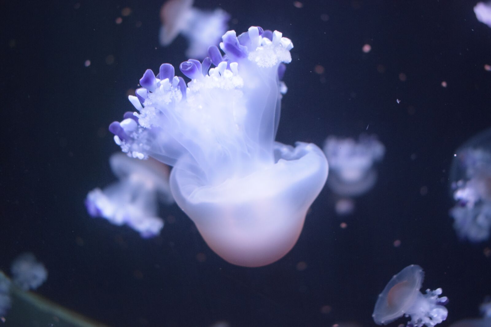 Nikon D3300 sample photo. Medusa, jellyfish, underwater photography