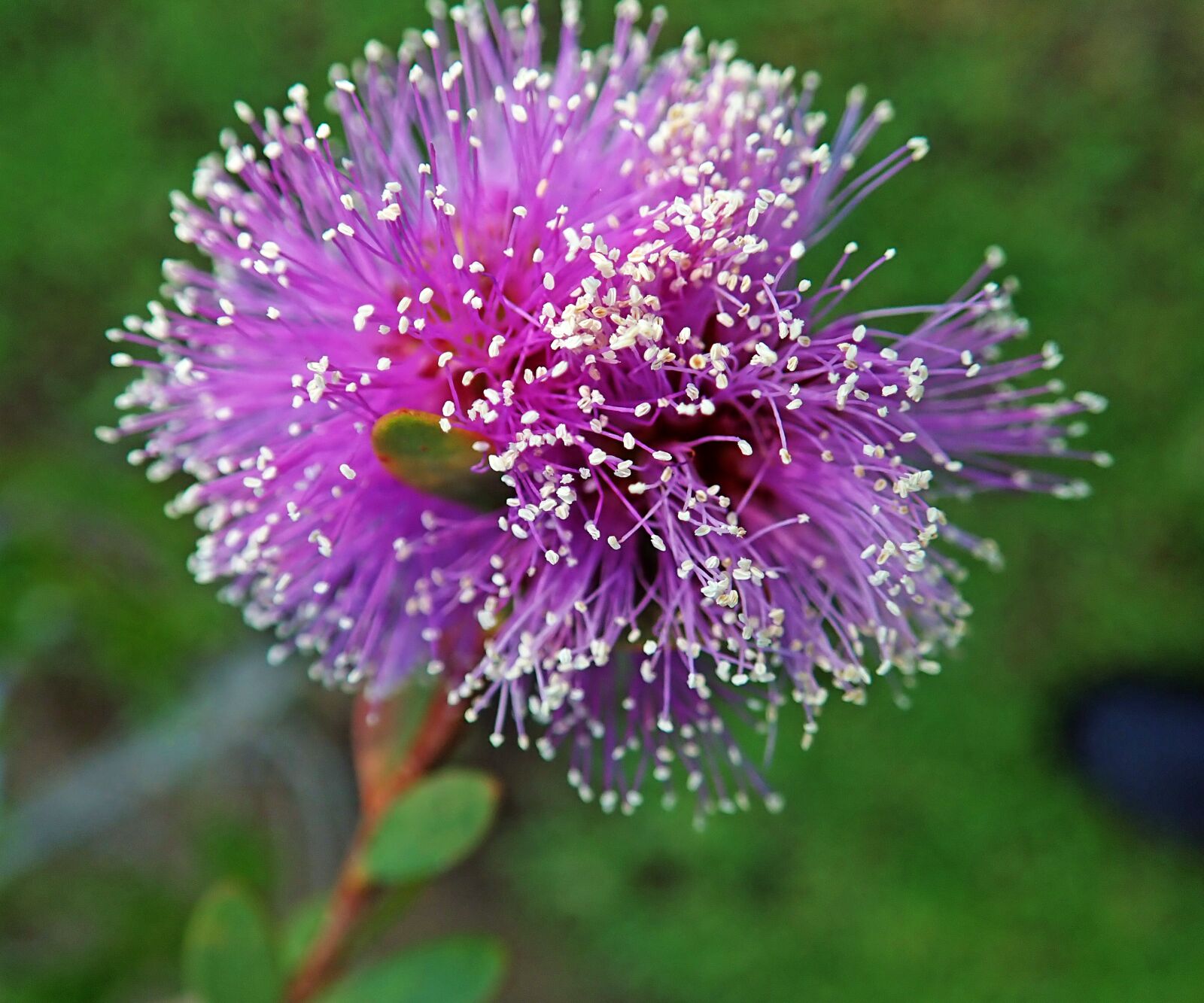 Olympus TG-5 sample photo. Flower, native, australian photography