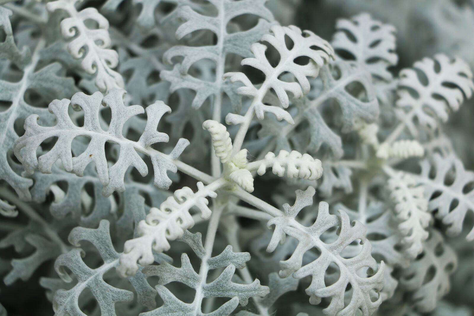 Canon EOS 70D sample photo. Seasonal, flora, snowflake photography