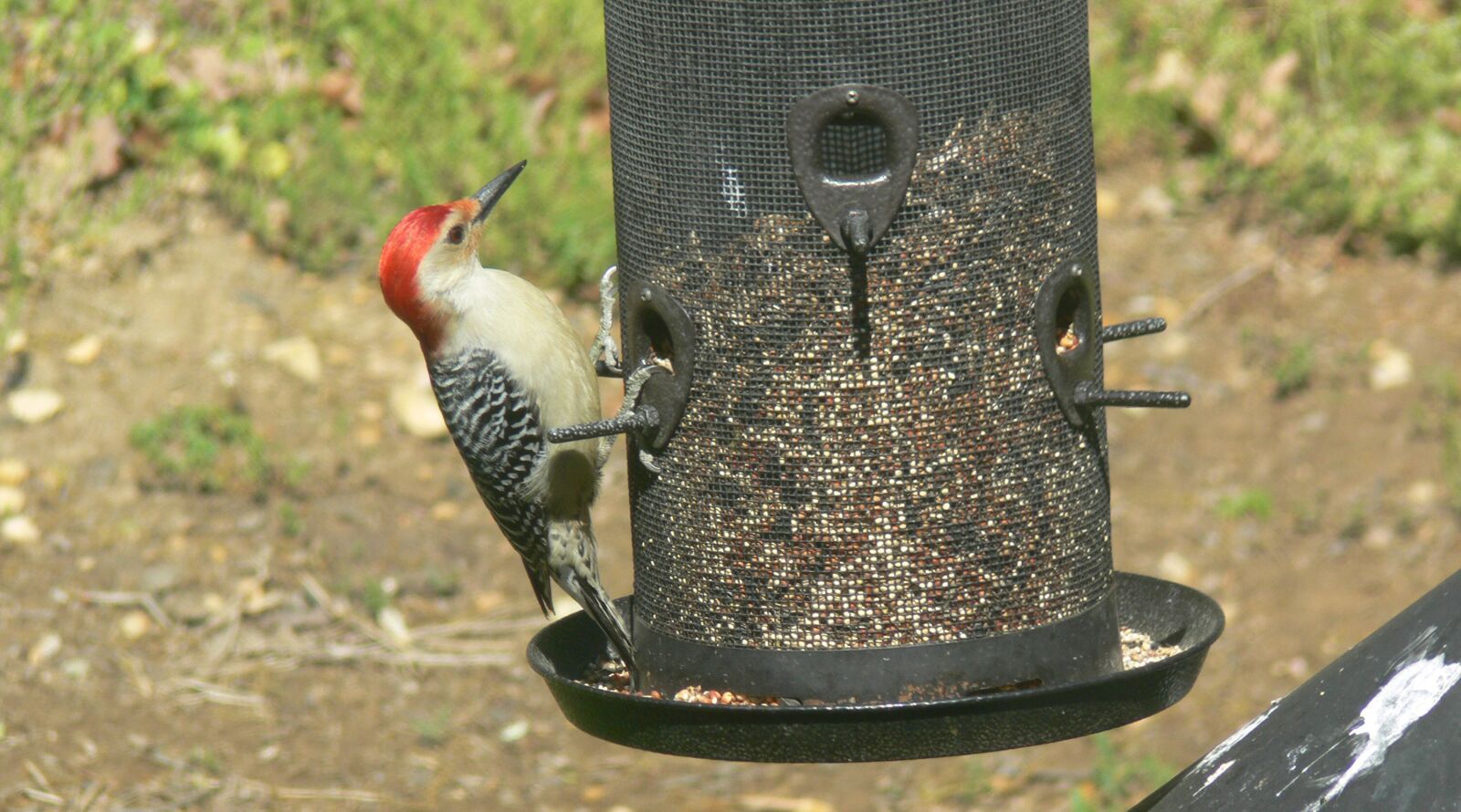 Panasonic DMC-FZ30 sample photo. Woodpecker, red, bird photography
