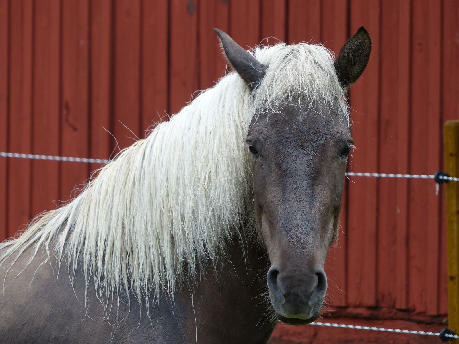 Panasonic Lumix DMC-FZ200 sample photo. Horse, animal, pferdeportrait photography