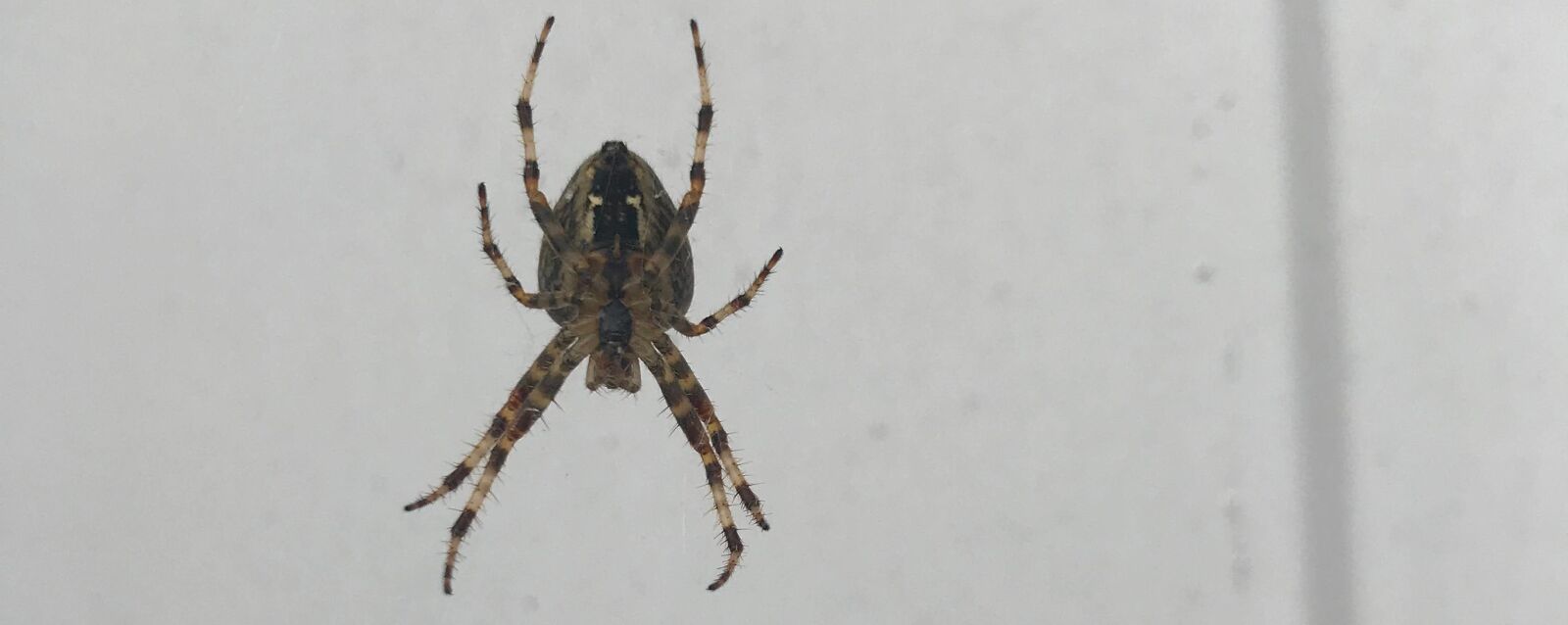 iPhone 7 back camera 3.99mm f/1.8 sample photo. Spider, white background, scary photography