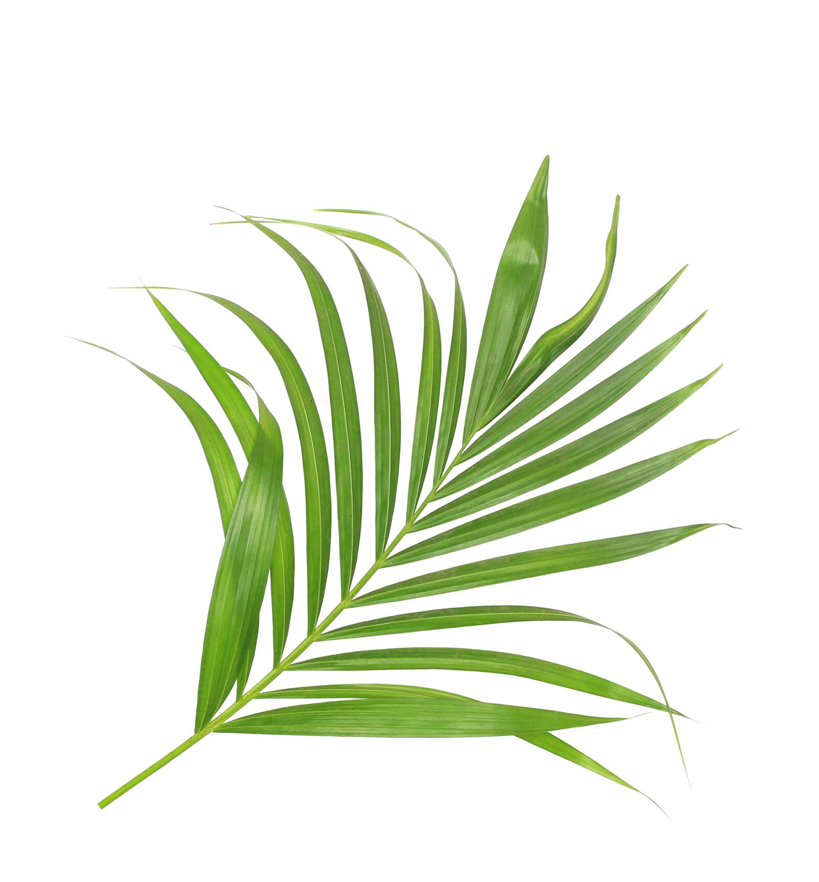 Canon EOS 700D (EOS Rebel T5i / EOS Kiss X7i) sample photo. Palm, leaf, leaves photography