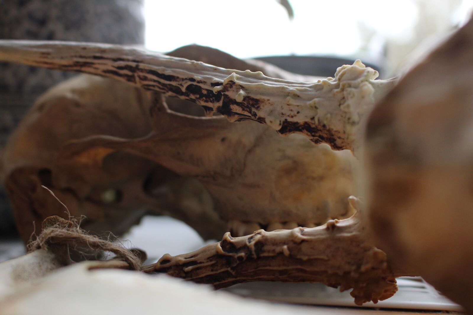 Canon EOS 700D (EOS Rebel T5i / EOS Kiss X7i) sample photo. Close up, bone, skeleton photography