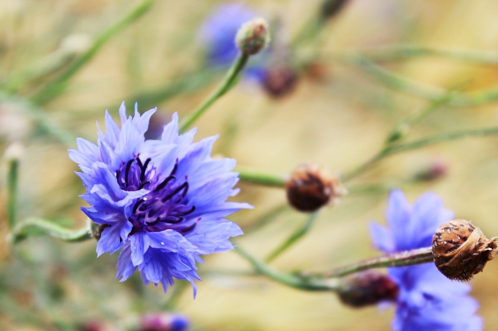 Canon EOS 1200D (EOS Rebel T5 / EOS Kiss X70 / EOS Hi) sample photo. Cornflower, flower, blue photography