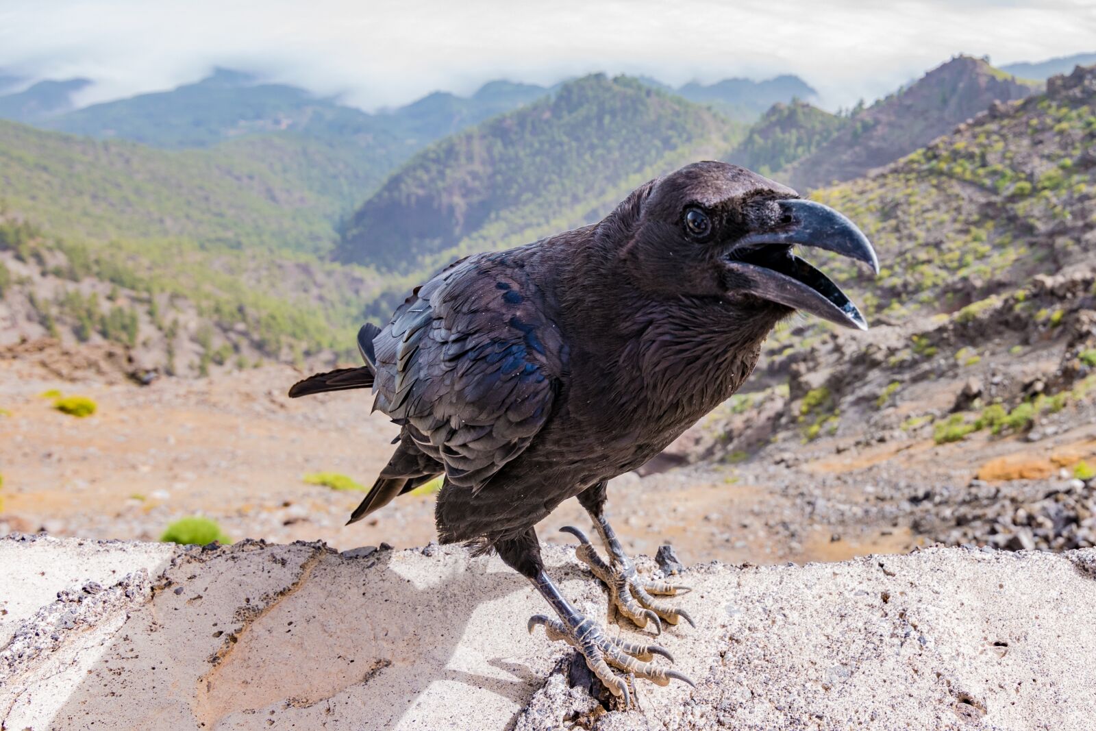 Nikon D3300 sample photo. Crow, raven, bird photography