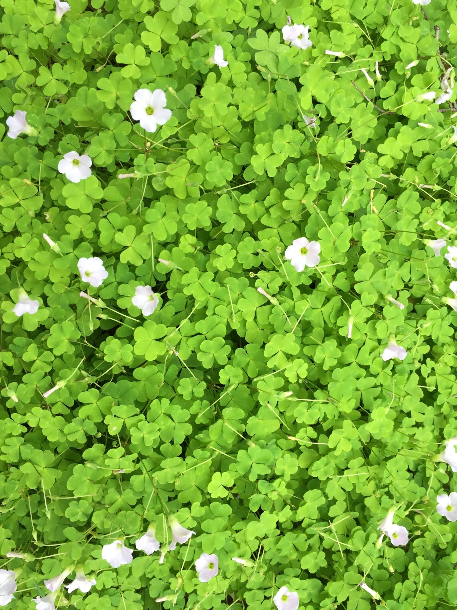 Apple iPhone 6 sample photo. Australia, flowers, perth photography