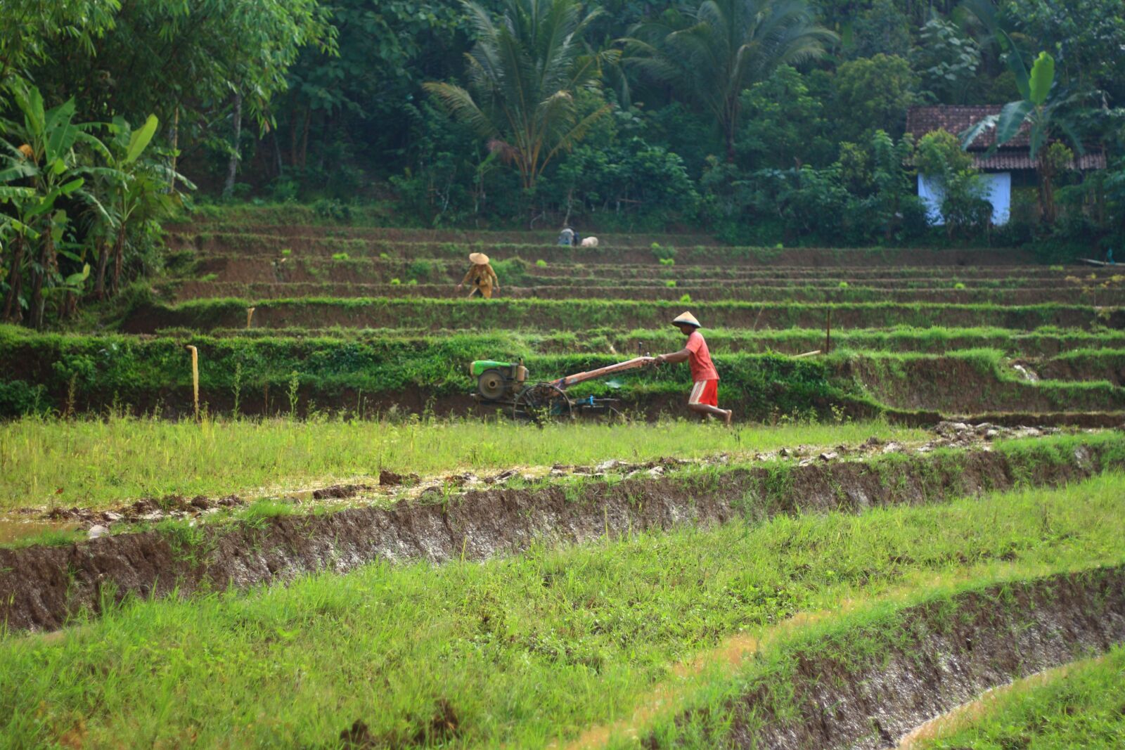 Canon EOS 1000D (EOS Digital Rebel XS / EOS Kiss F) sample photo. Farmer, human, agriculture photography