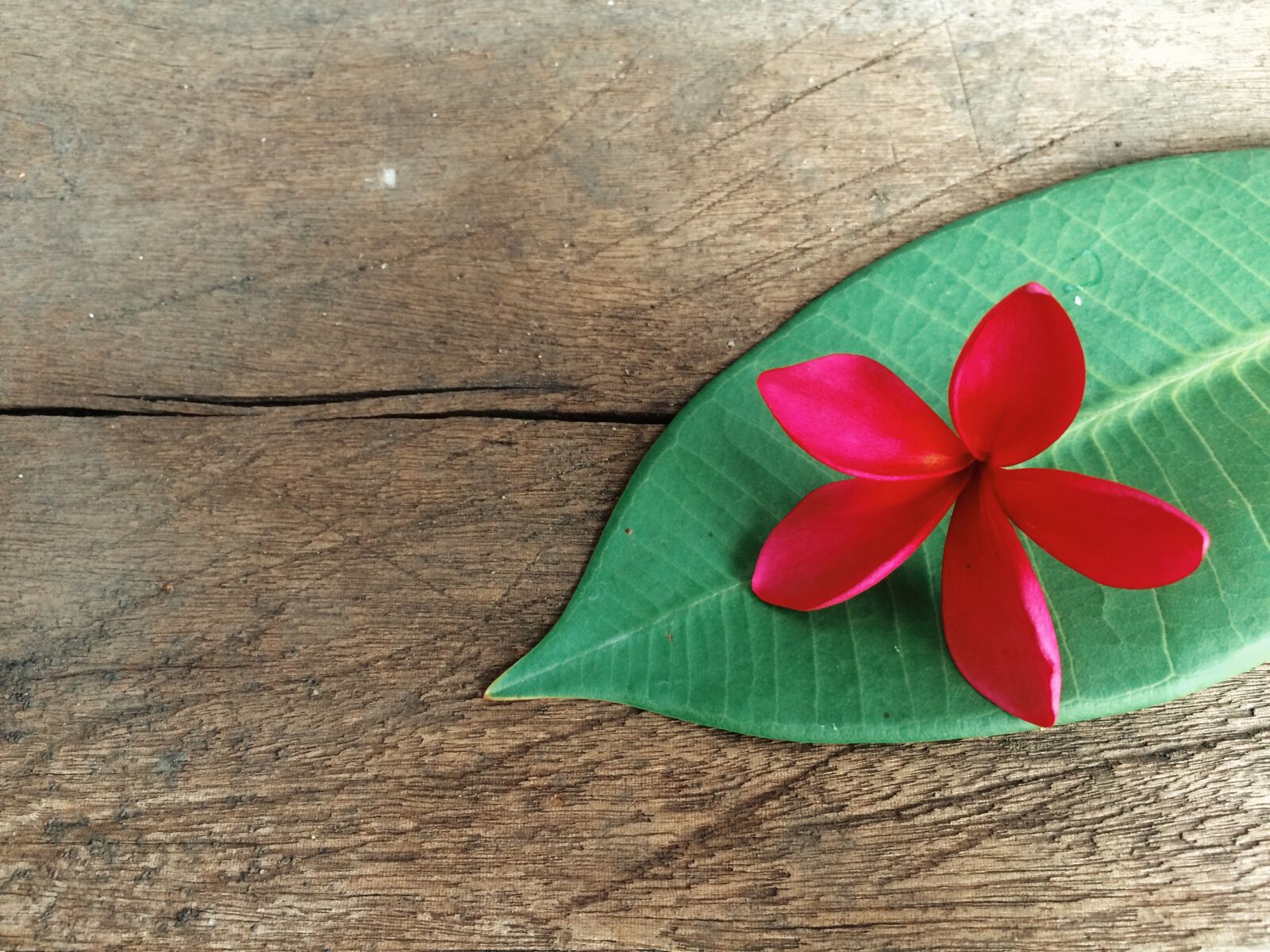 iPhone 5s back camera 4.15mm f/2.2 sample photo. Flower, flowers, leaf, plumeria photography
