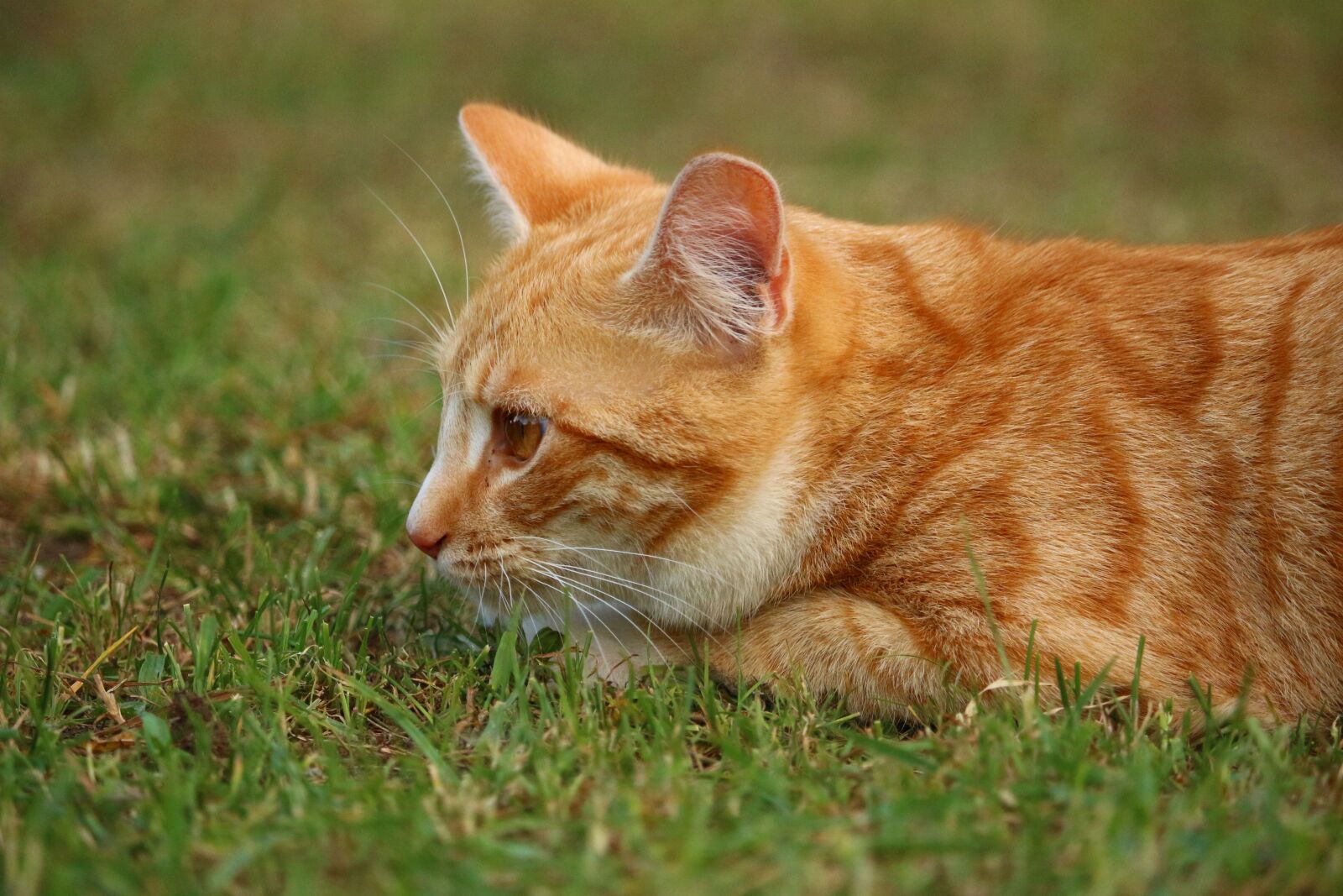 Canon EOS 100D (EOS Rebel SL1 / EOS Kiss X7) sample photo. Cat, mieze, kitten photography