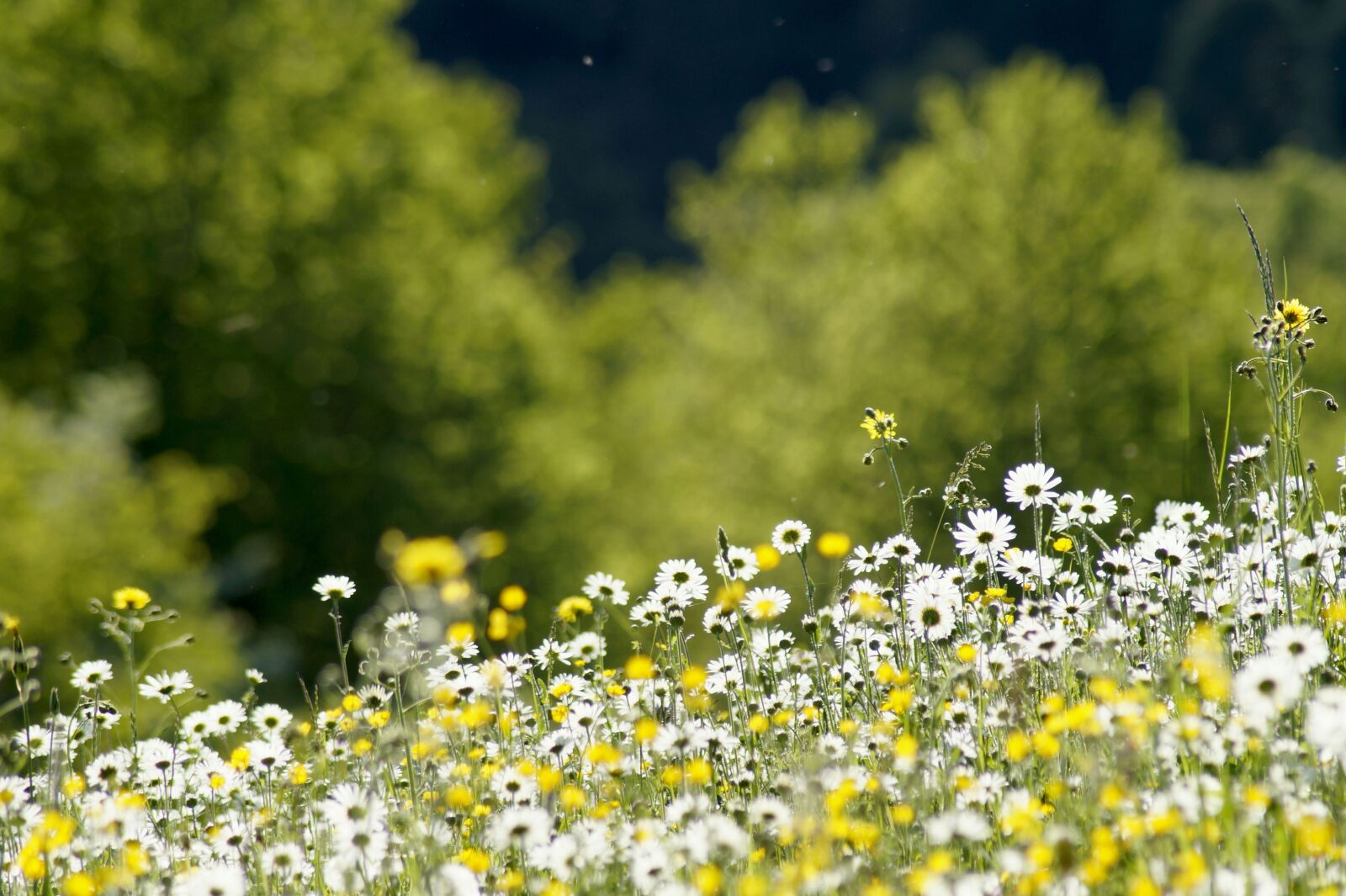 Sony SLT-A58 sample photo. Meadow, daisy, flower photography