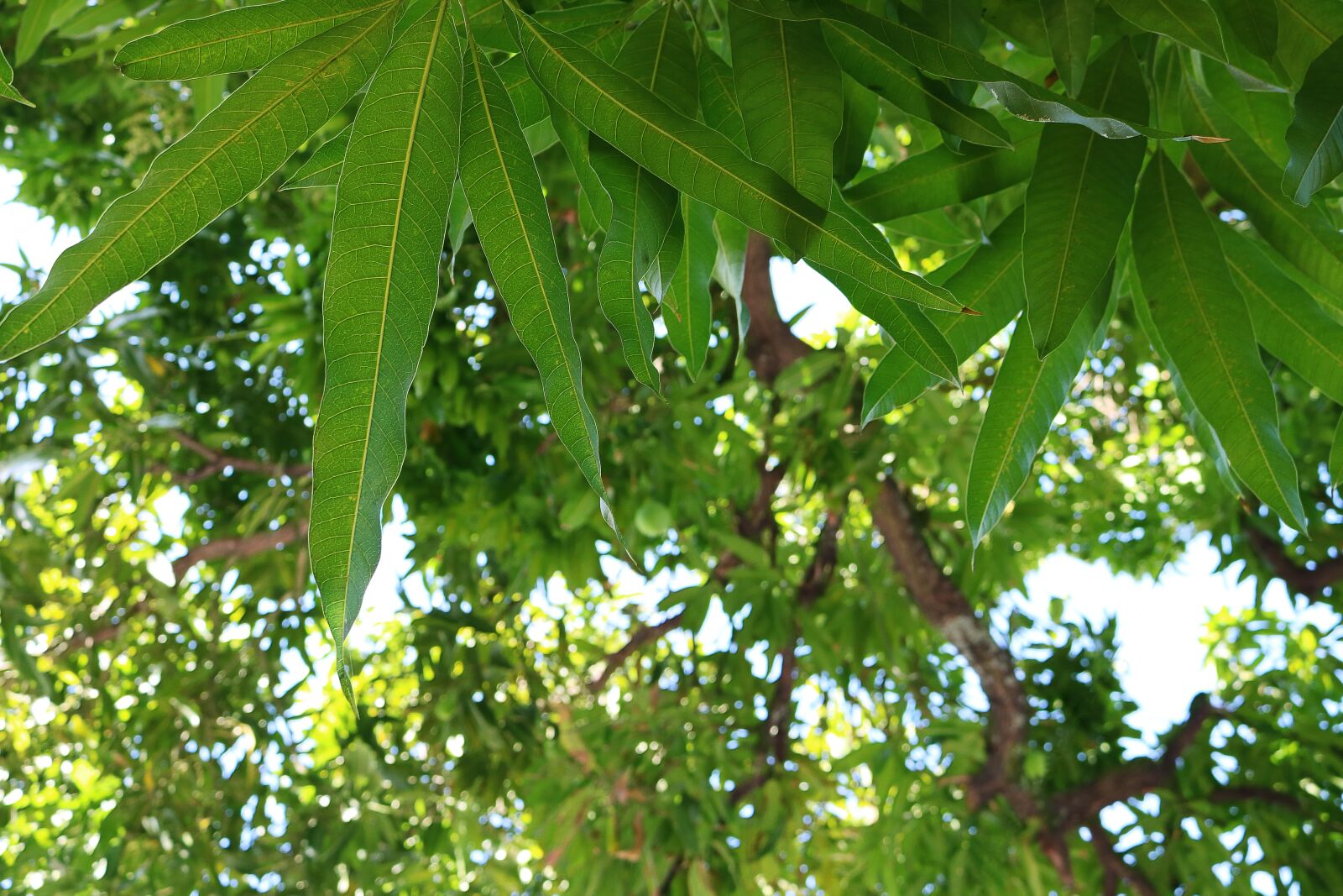 Canon EOS 750D (EOS Rebel T6i / EOS Kiss X8i) sample photo. Leaves, fruitful, tree photography