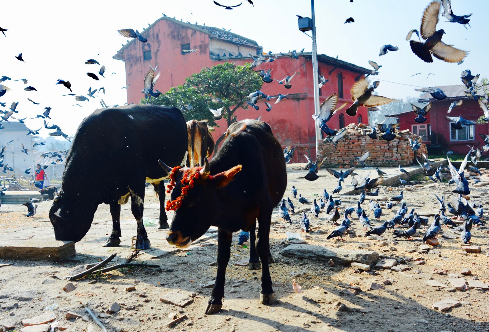 Nikon D7100 sample photo. Cow, india, travel photography