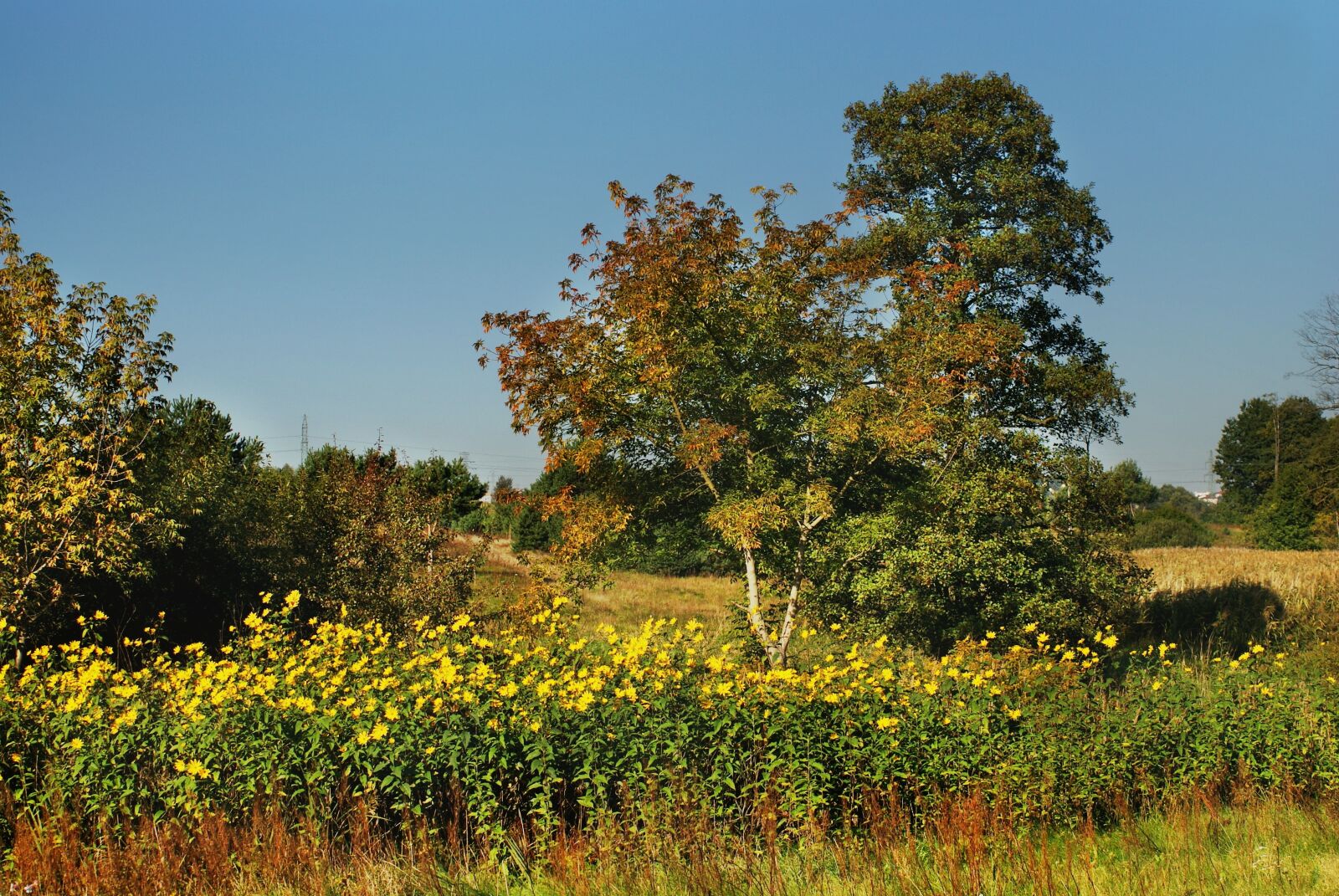 Sony Alpha DSLR-A200 sample photo. Author, skibka, photo photography