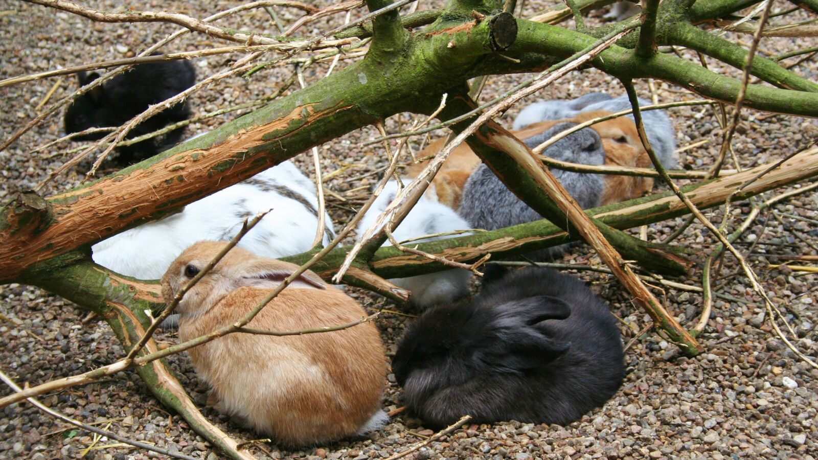 Canon EOS 350D (EOS Digital Rebel XT / EOS Kiss Digital N) sample photo. Rabbit, branch, ground photography
