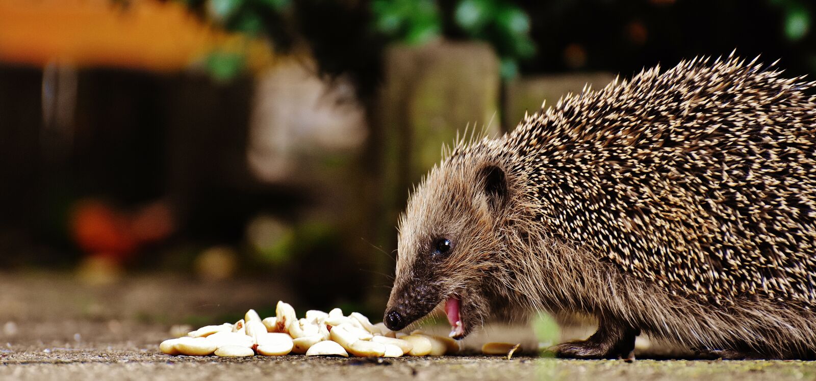Nikon D7200 sample photo. Hedgehog child, young hedgehog photography