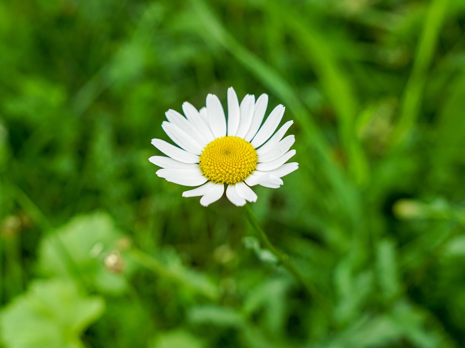 Sony a6000 sample photo. Chamomile, petals, flora photography