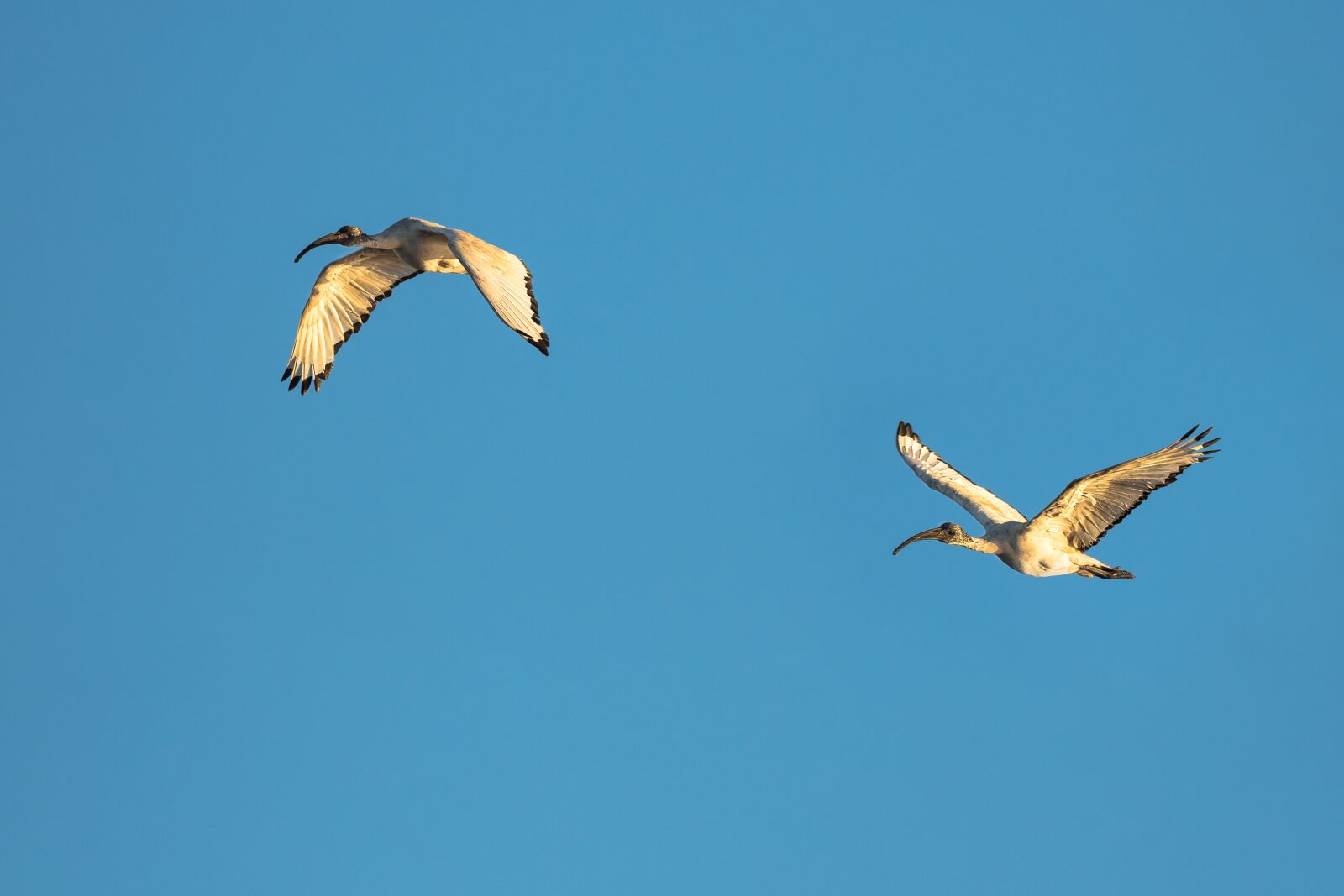 OLYMPUS M.300mm F4.0 sample photo. Sacred ibis, birds, avian photography