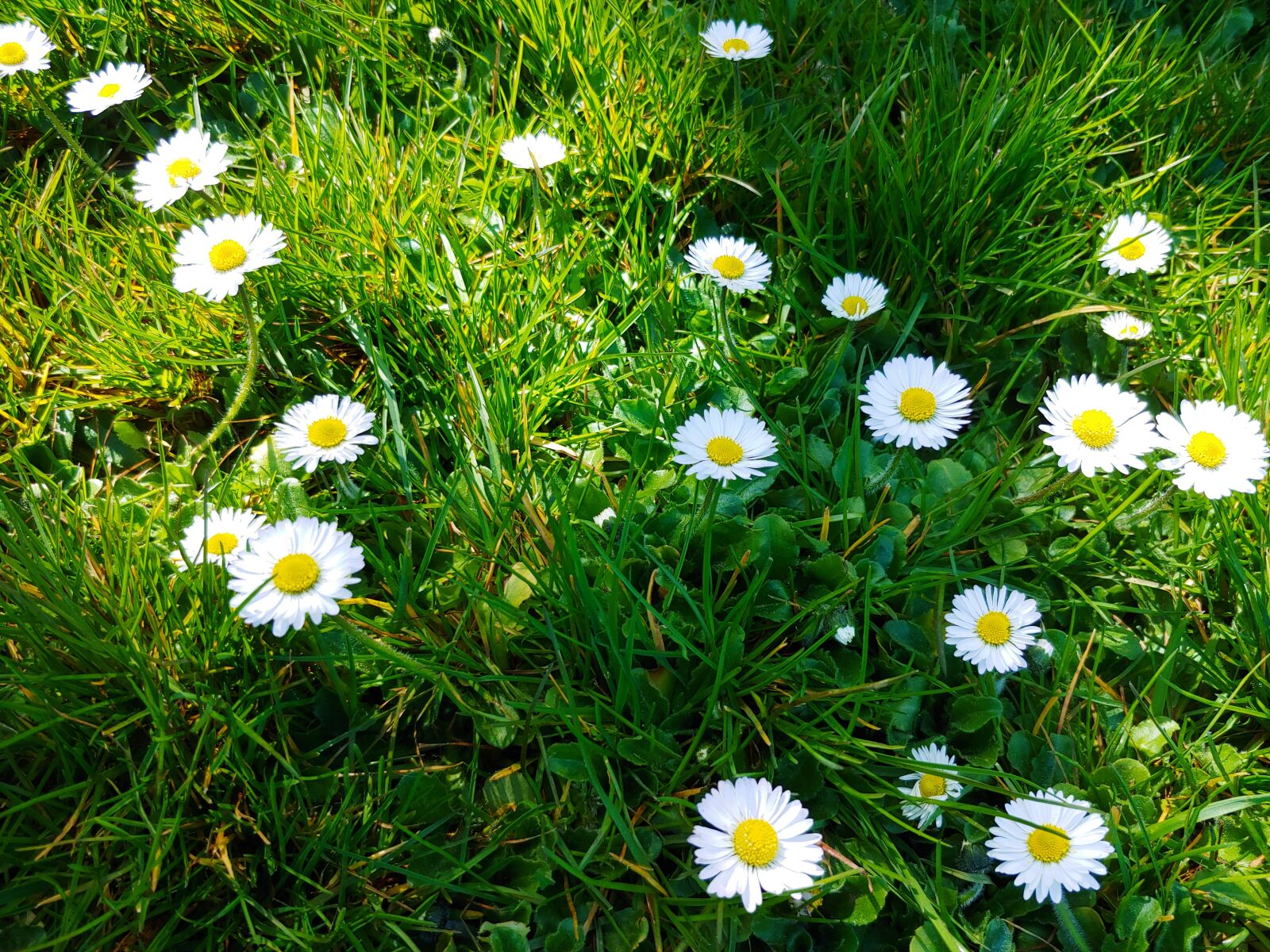 LG G7 THINQ sample photo. Grass, green, ground photography