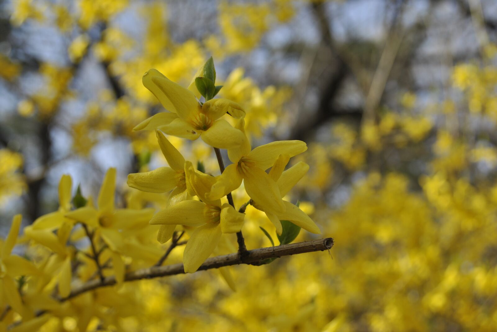 Nikon D3000 sample photo. Forsythia, yellow flowers, flowers photography