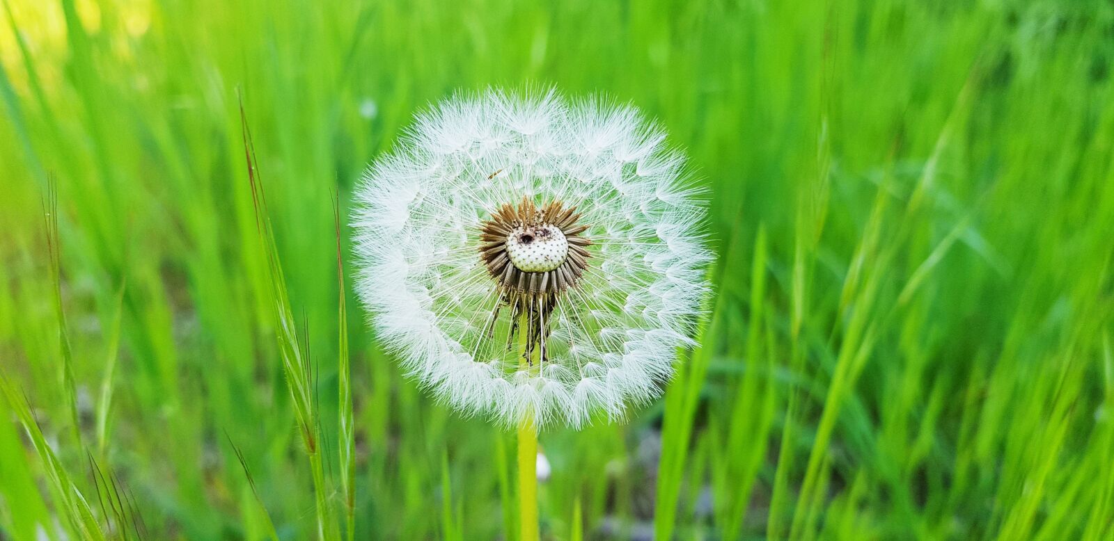 Samsung Galaxy S8 sample photo. Spring, nature, flowers photography