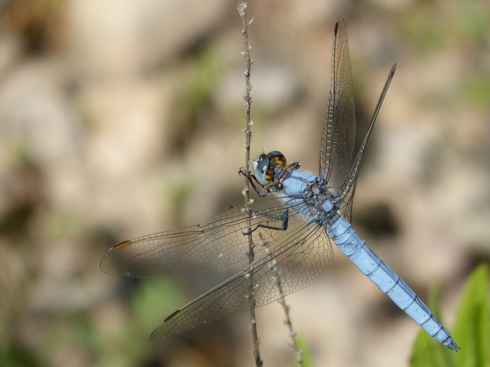 Panasonic DMC-FZ62 sample photo. Dragonfly, orthetrum brunneum, blue photography
