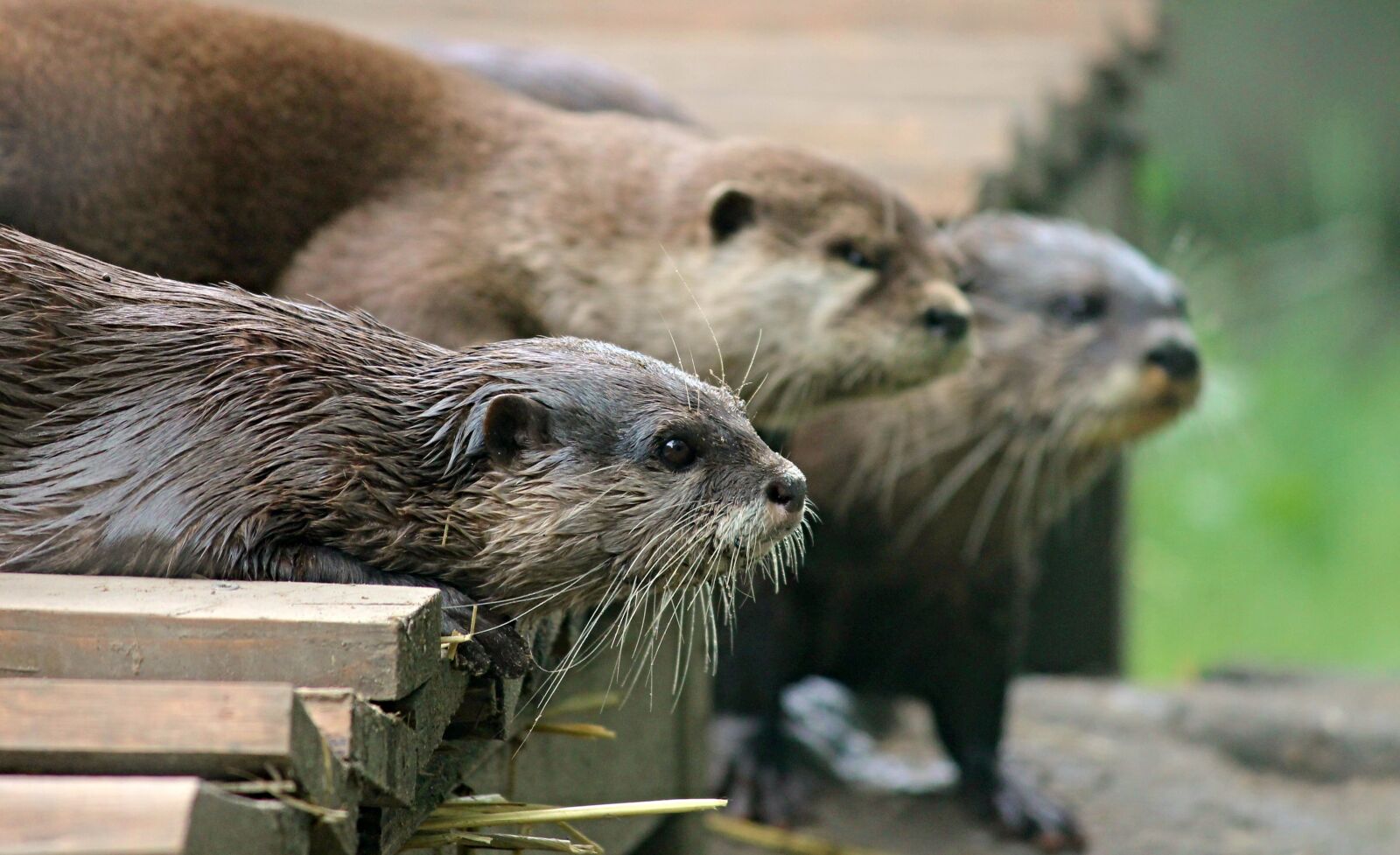 Canon EOS 1100D (EOS Rebel T3 / EOS Kiss X50) sample photo. Otter, fur, cute photography