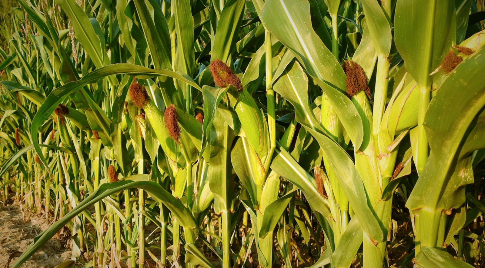 Nikon Coolpix P900 sample photo. Corn, agriculture, field photography