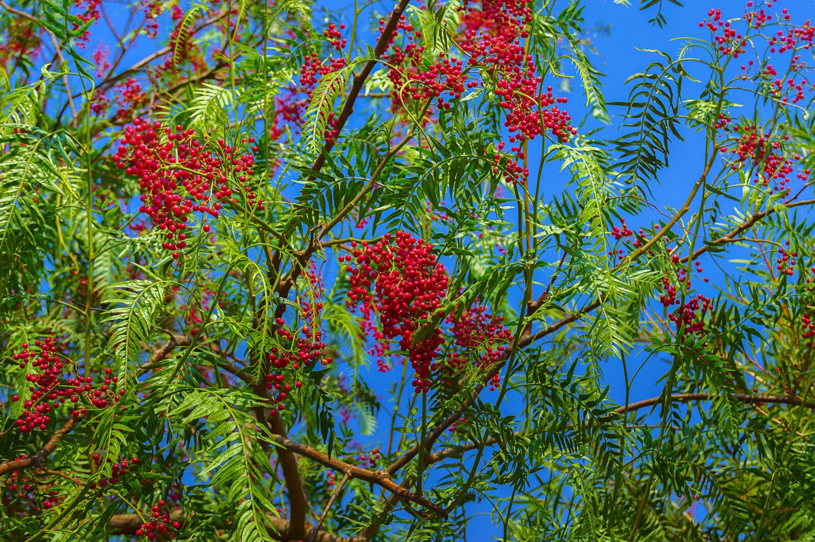 Nikon D3200 sample photo. False pepper, tree, fruits photography