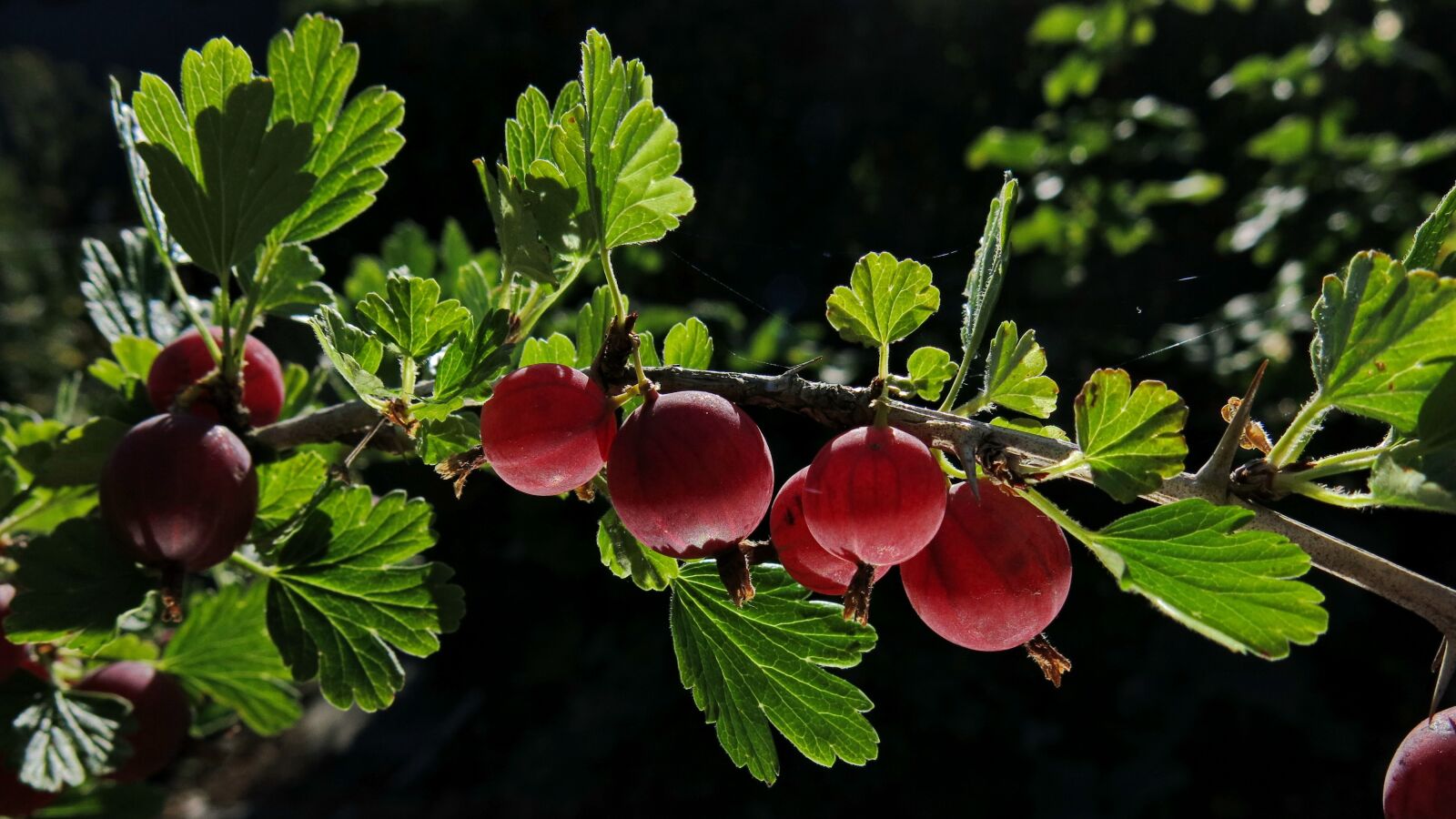 Canon PowerShot G15 sample photo. Gooseberries, ripe berries, fruit photography