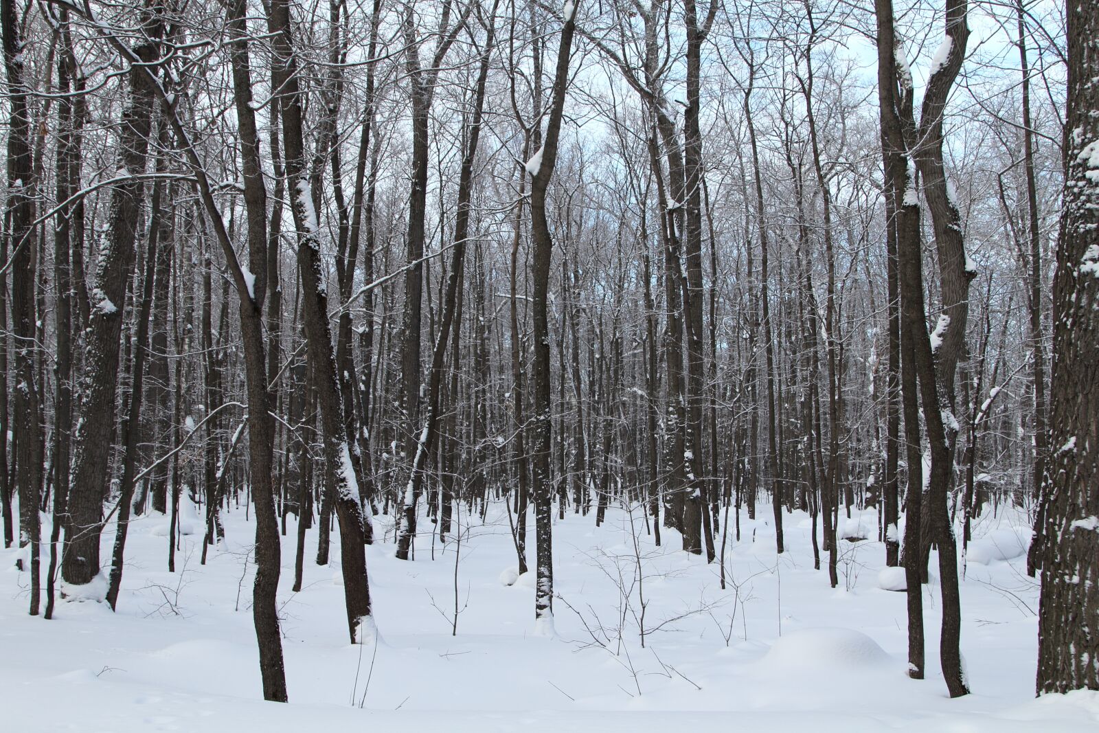 Canon EOS 60D + Canon EF 24-105mm F4L IS USM sample photo. Trees, winter, snow photography