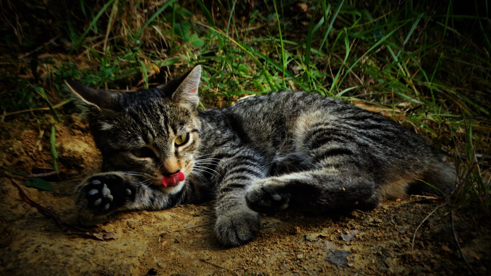 Sony Cyber-shot DSC-HX300 sample photo. Cat, kitten, cute photography