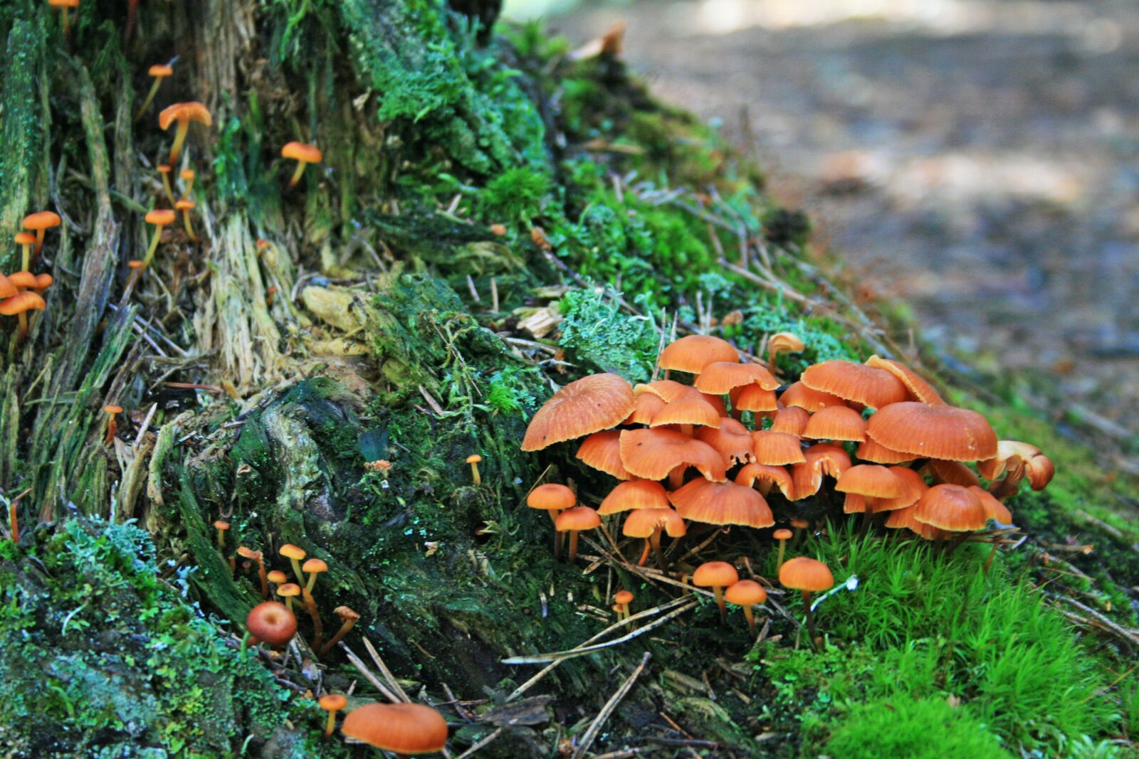 Canon EOS 400D (EOS Digital Rebel XTi / EOS Kiss Digital X) sample photo. Mushrooms, tree trunk, forest photography
