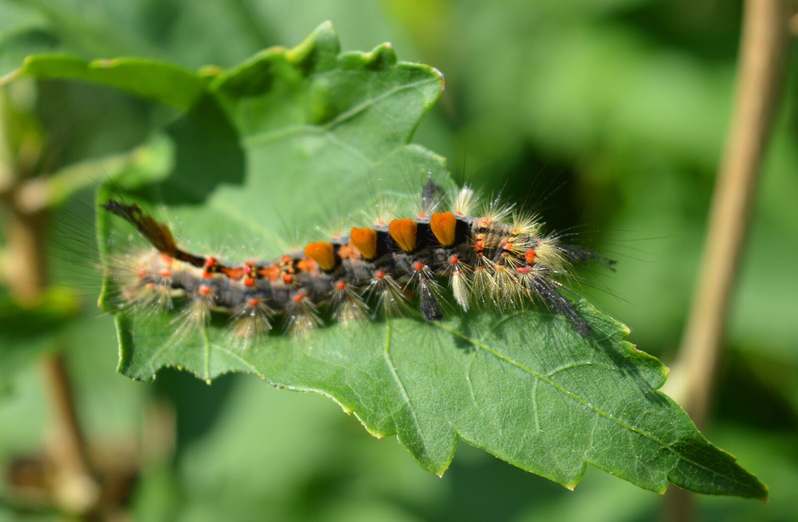 Nikon D3200 sample photo. Caterpillar, leaf, close up photography