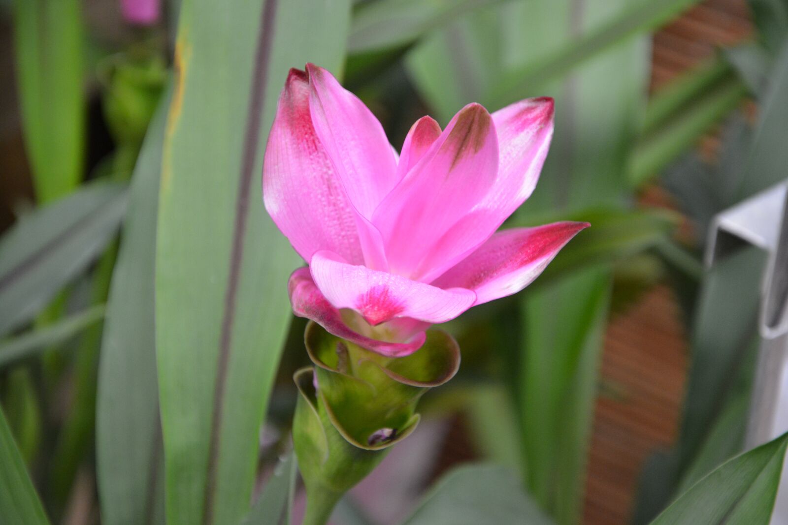 Nikon D5200 sample photo. Plant, flower, turmeric rose photography