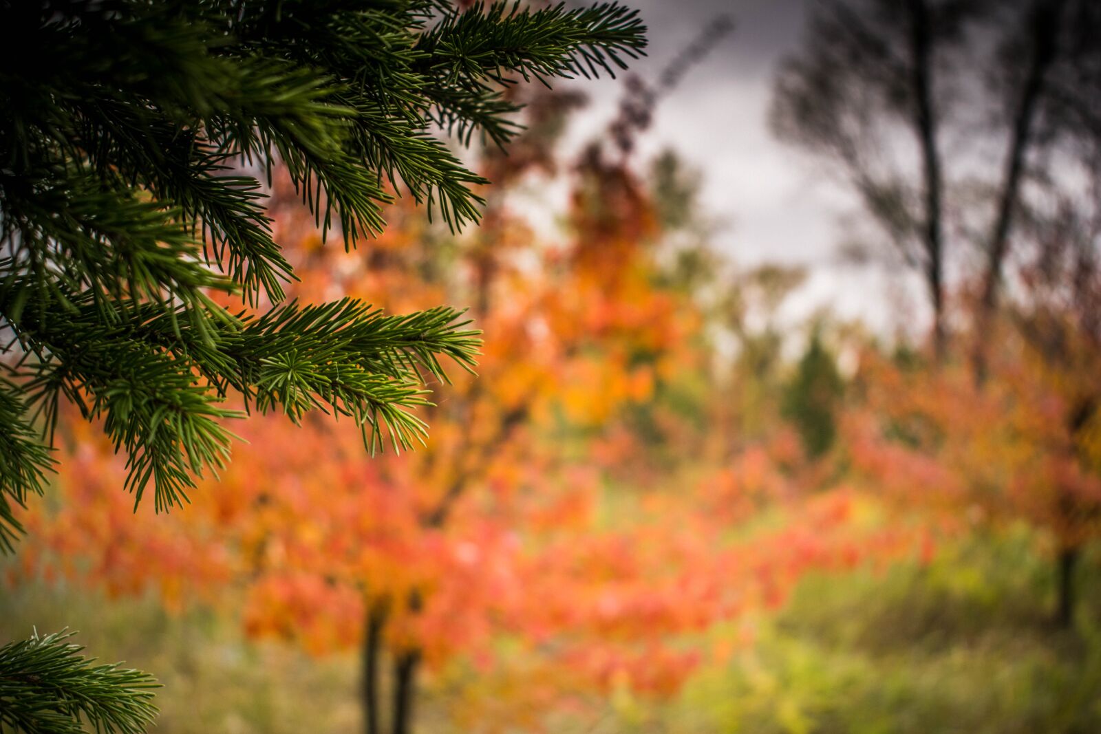 Nikon D3300 sample photo. Tree, nature, outdoors photography