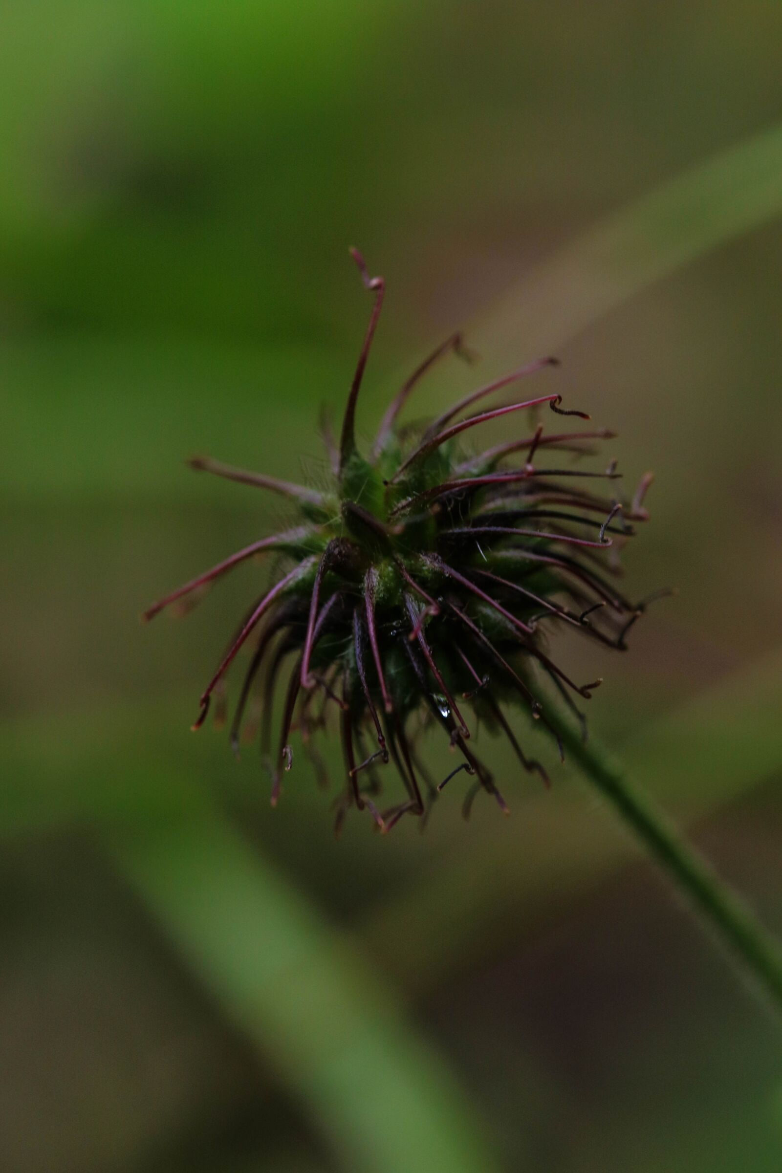 Canon EOS 7D Mark II sample photo. Wildflower, nature, growth photography