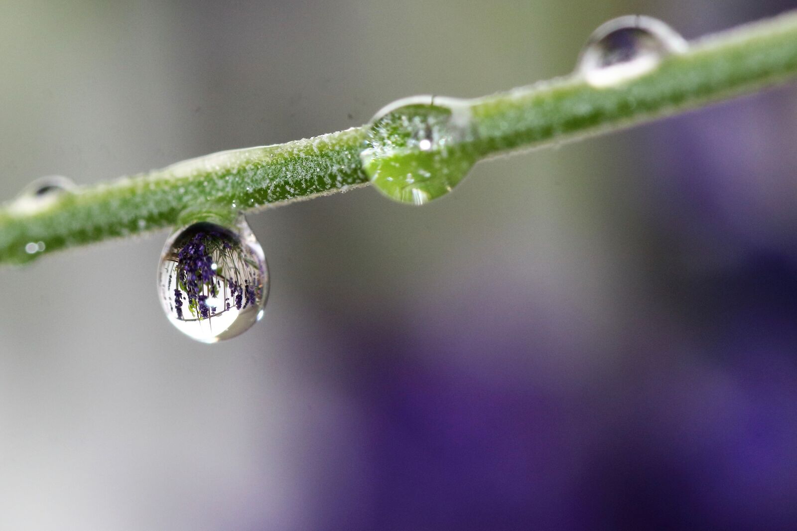 Canon EOS 1200D (EOS Rebel T5 / EOS Kiss X70 / EOS Hi) sample photo. Drip, mirroring, stalk photography