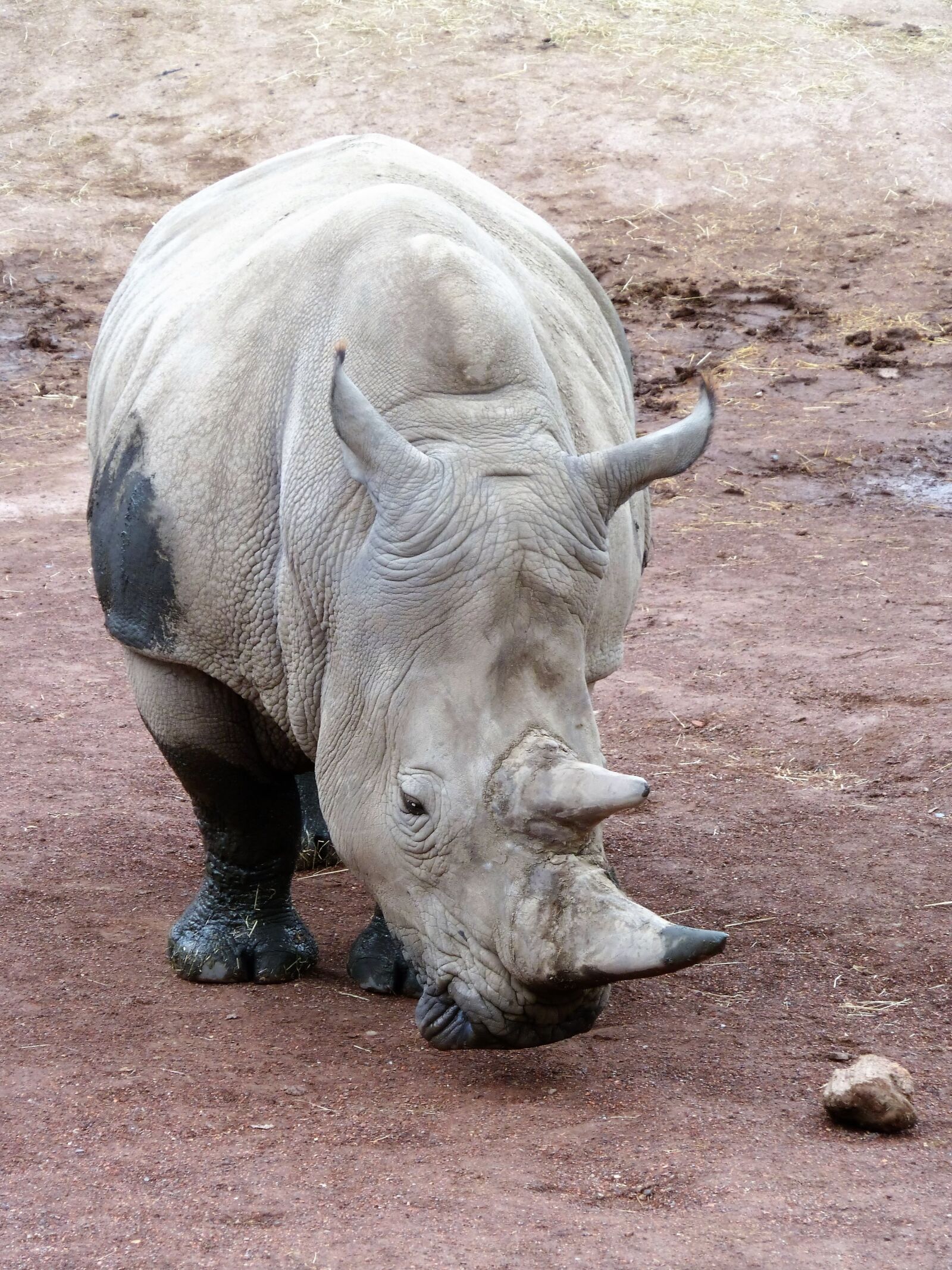 Panasonic Lumix DMC-ZS5 (Lumix DMC-TZ8) sample photo. Animal, rhino, horn photography