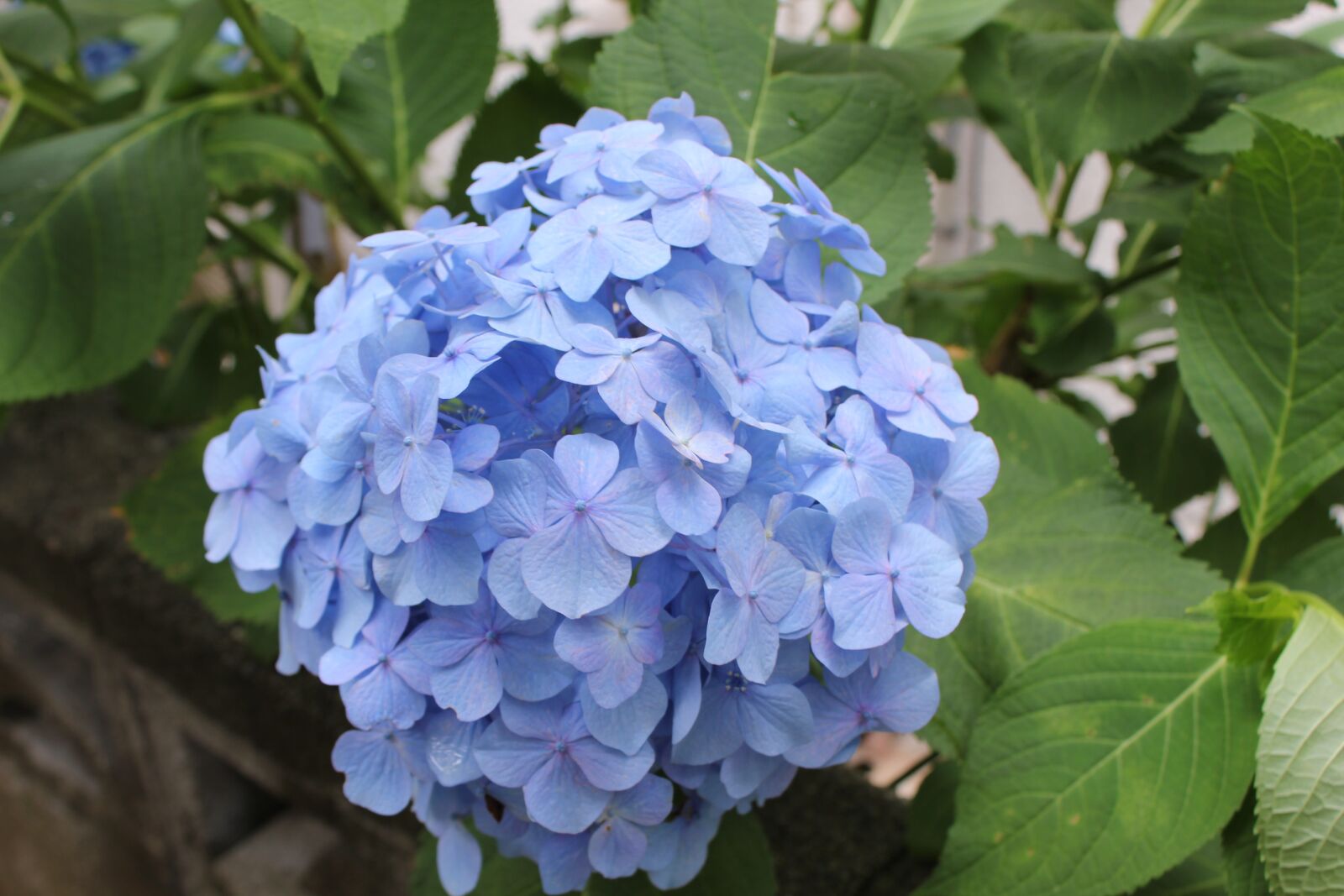Canon EOS 550D (EOS Rebel T2i / EOS Kiss X4) sample photo. Hydrangea, june, rainy season photography