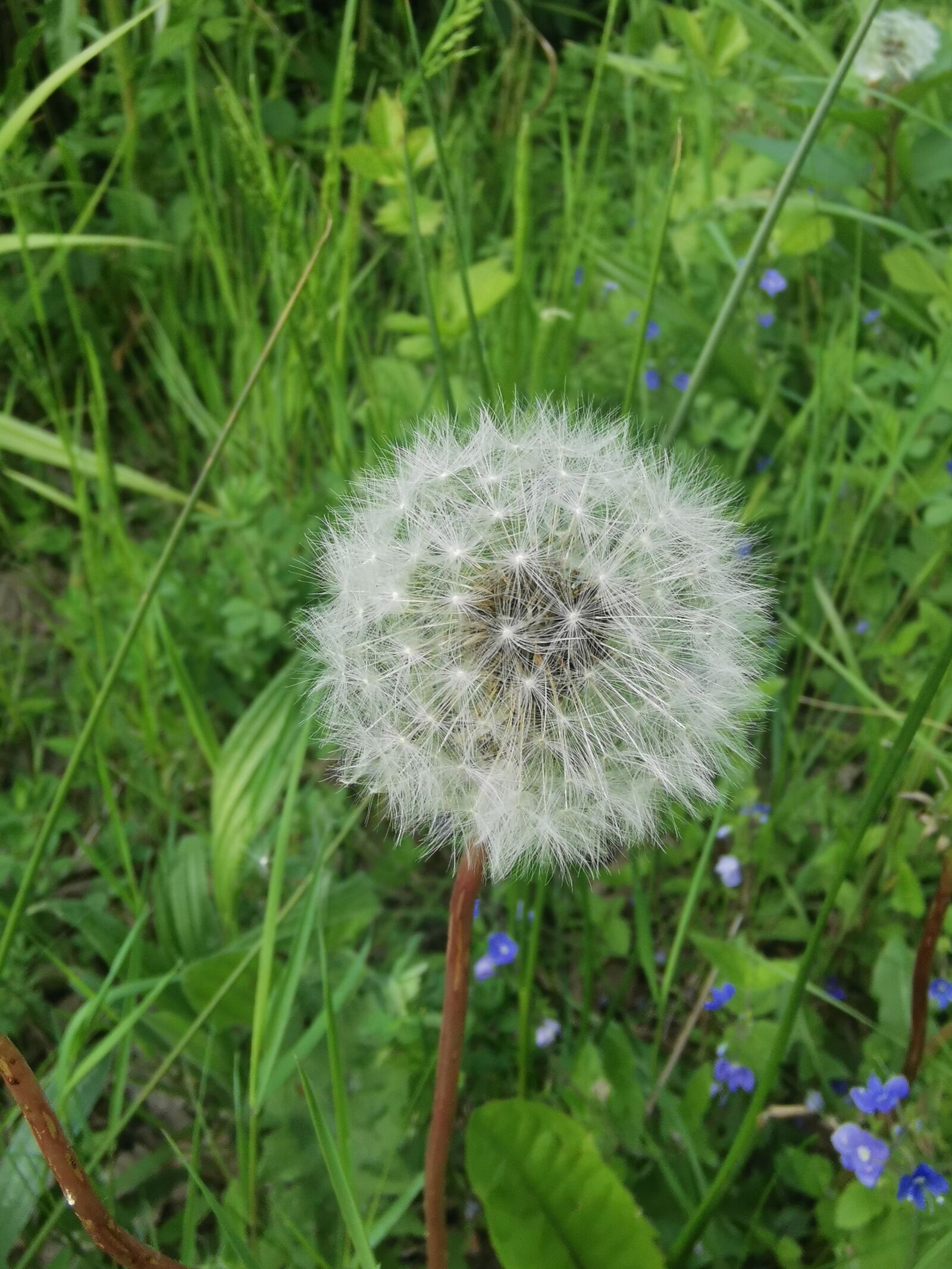 HUAWEI P30 Pro sample photo. Dandelion, forest, nature photography