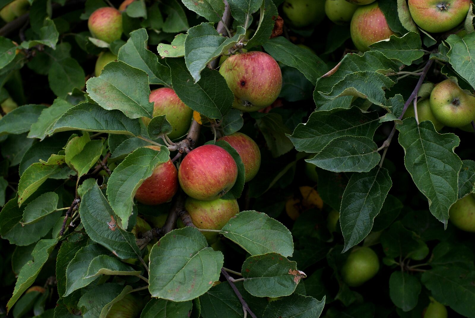 Sony Alpha DSLR-A200 sample photo. Apple, apples, fruit photography
