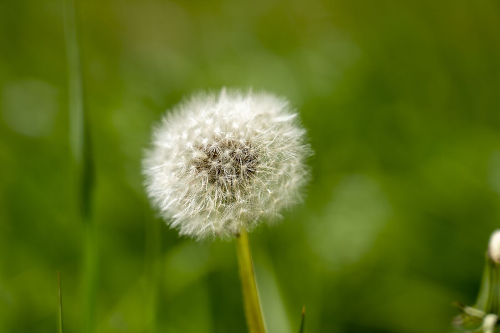 Sony FE 24-105mm F4 G OSS sample photo. Dandelion, meadow, spring photography