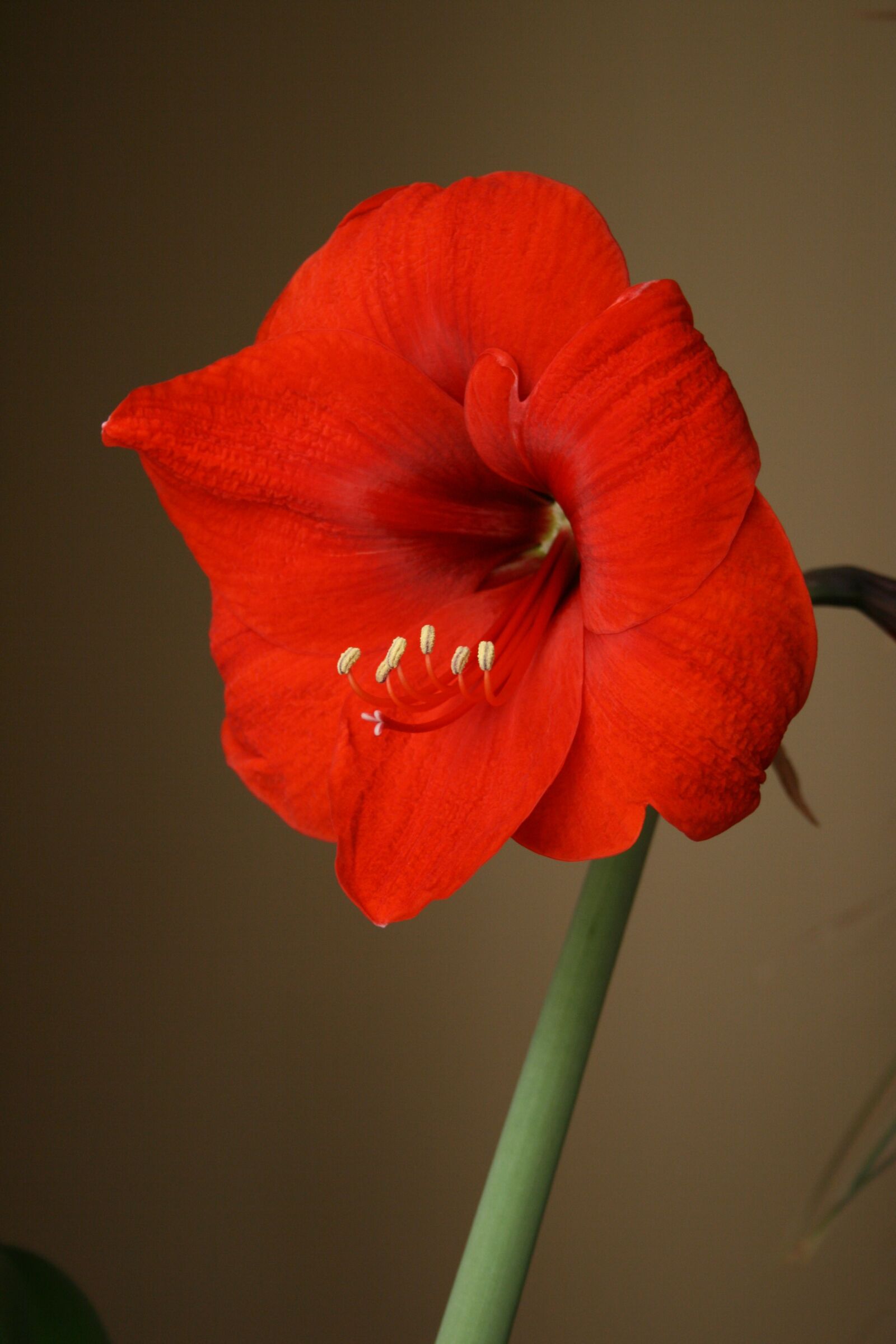 Canon EOS 400D (EOS Digital Rebel XTi / EOS Kiss Digital X) sample photo. Amaryllis, flower, red photography