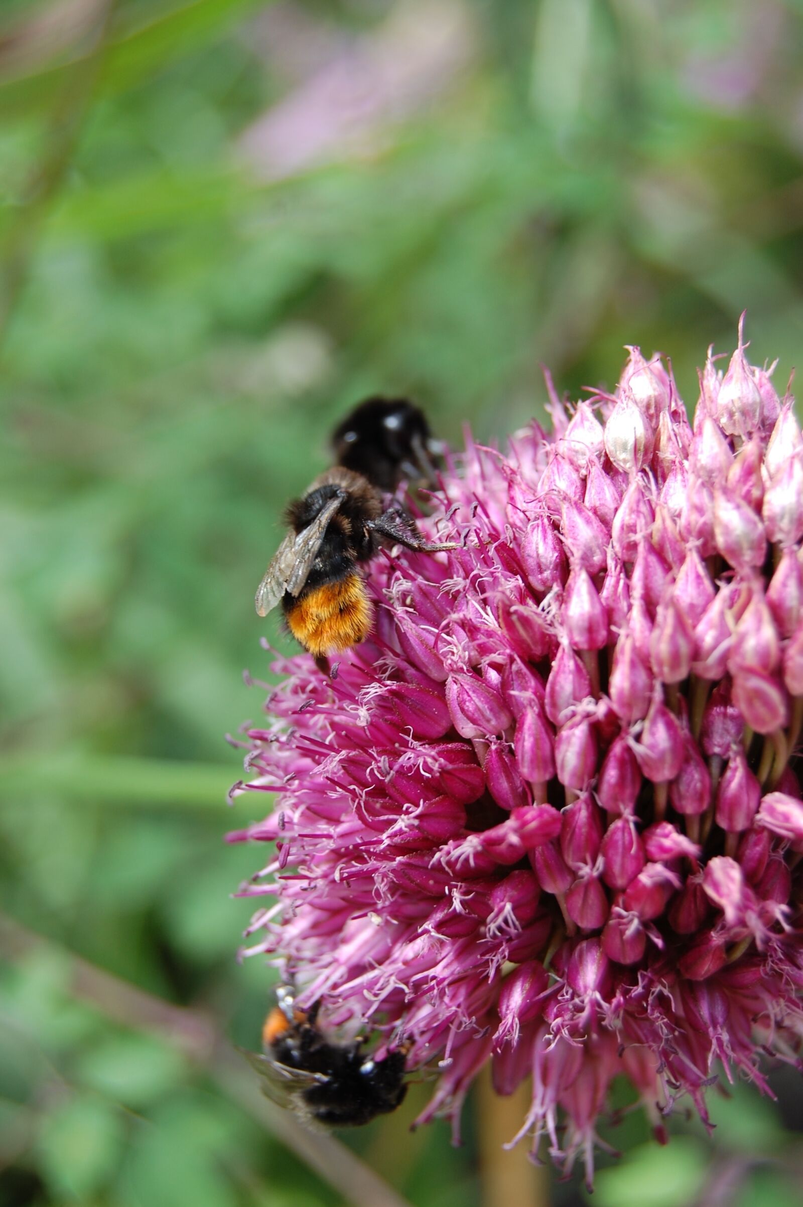 Nikon D40 sample photo. Bee, bumblebee, bug photography
