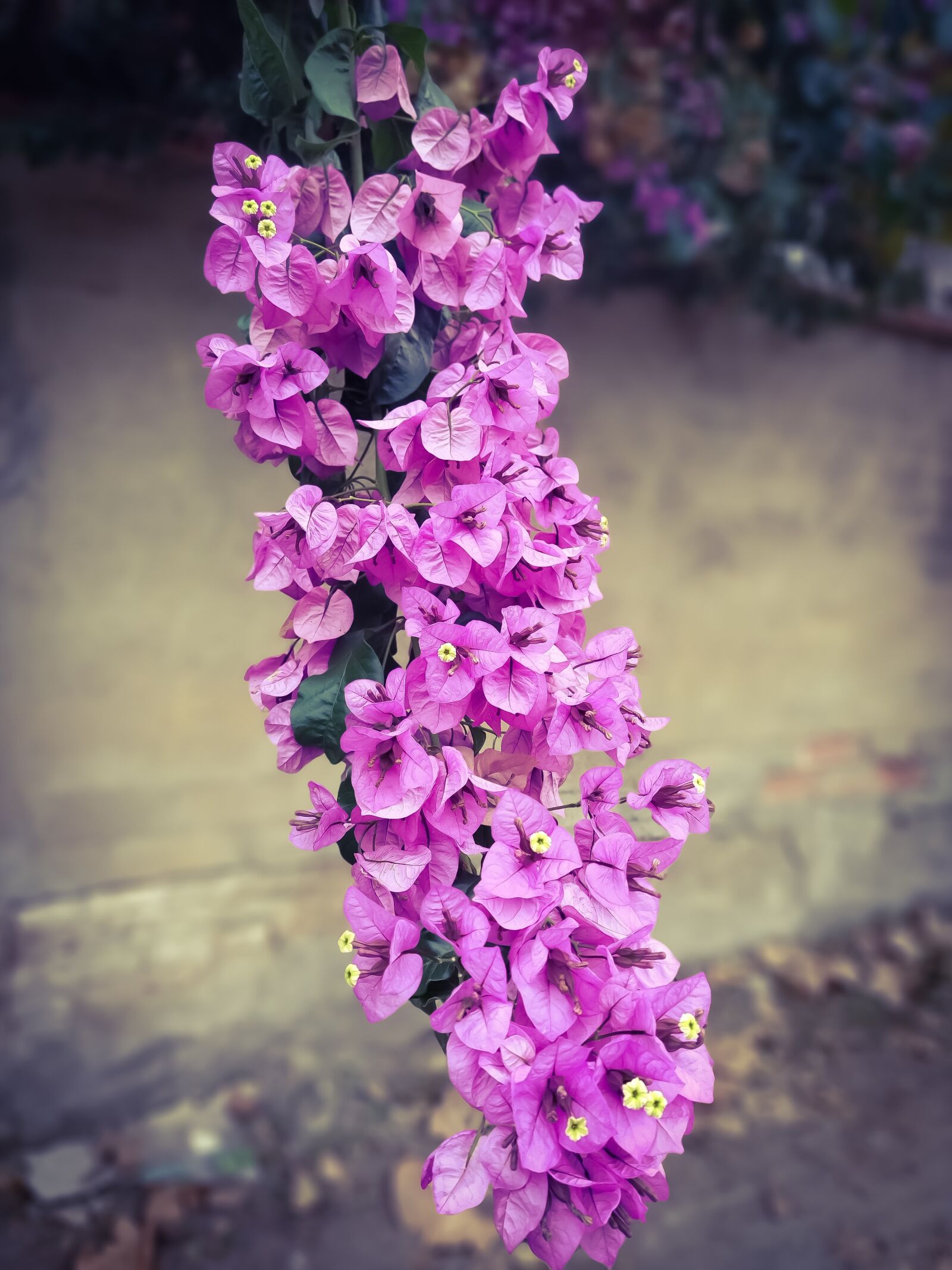 Xiaomi Mi A3 sample photo. Bougainvillea, flowers, plant photography