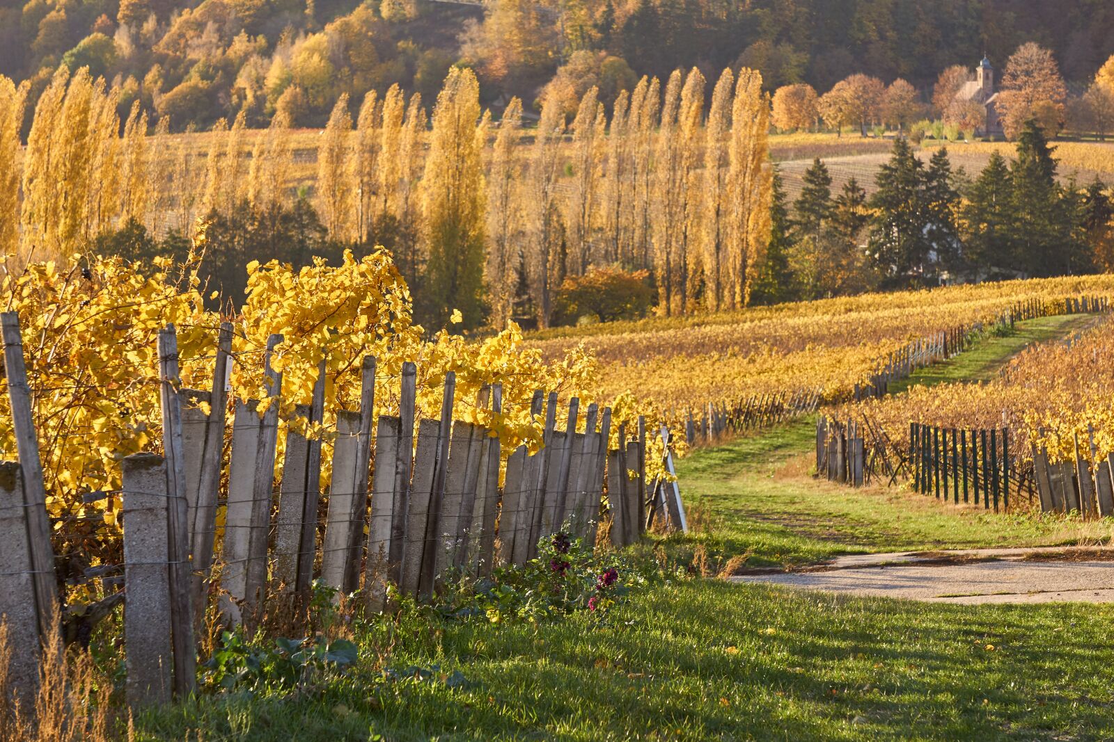 Sony E 55-210mm F4.5-6.3 OSS sample photo. Vineyard, vine, autumn photography