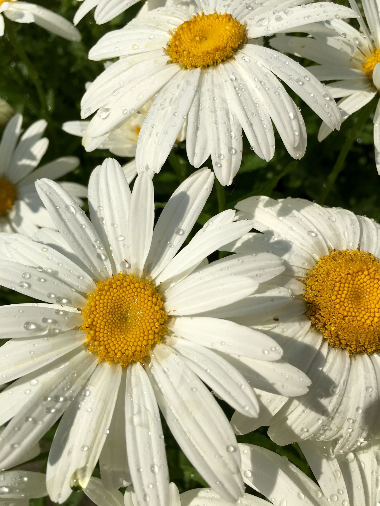 Apple iPhone 6s Plus sample photo. Daisy, yellow, white photography